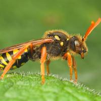 Nomada Bee 3 